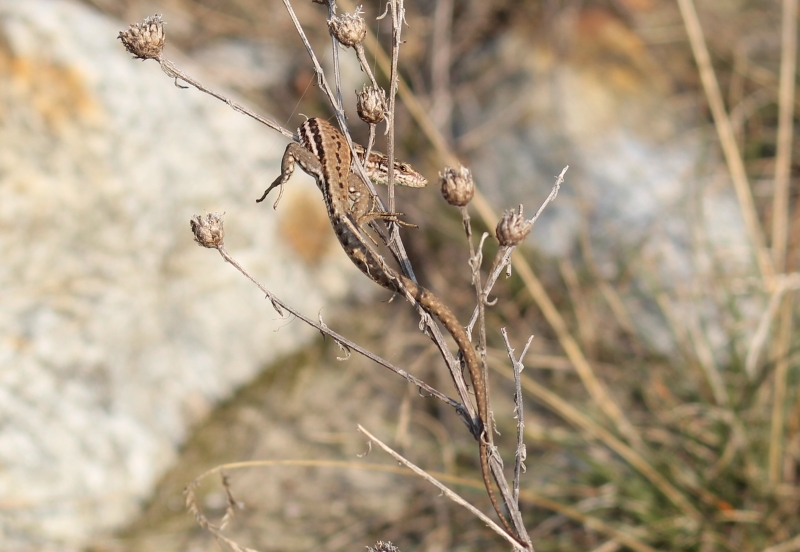 Agguato? (Podarcis muralis)